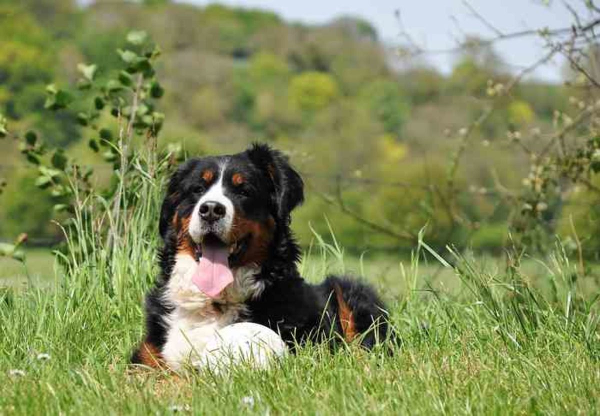 Chiens Et Piqures D Abeilles Trucs Et Solutions