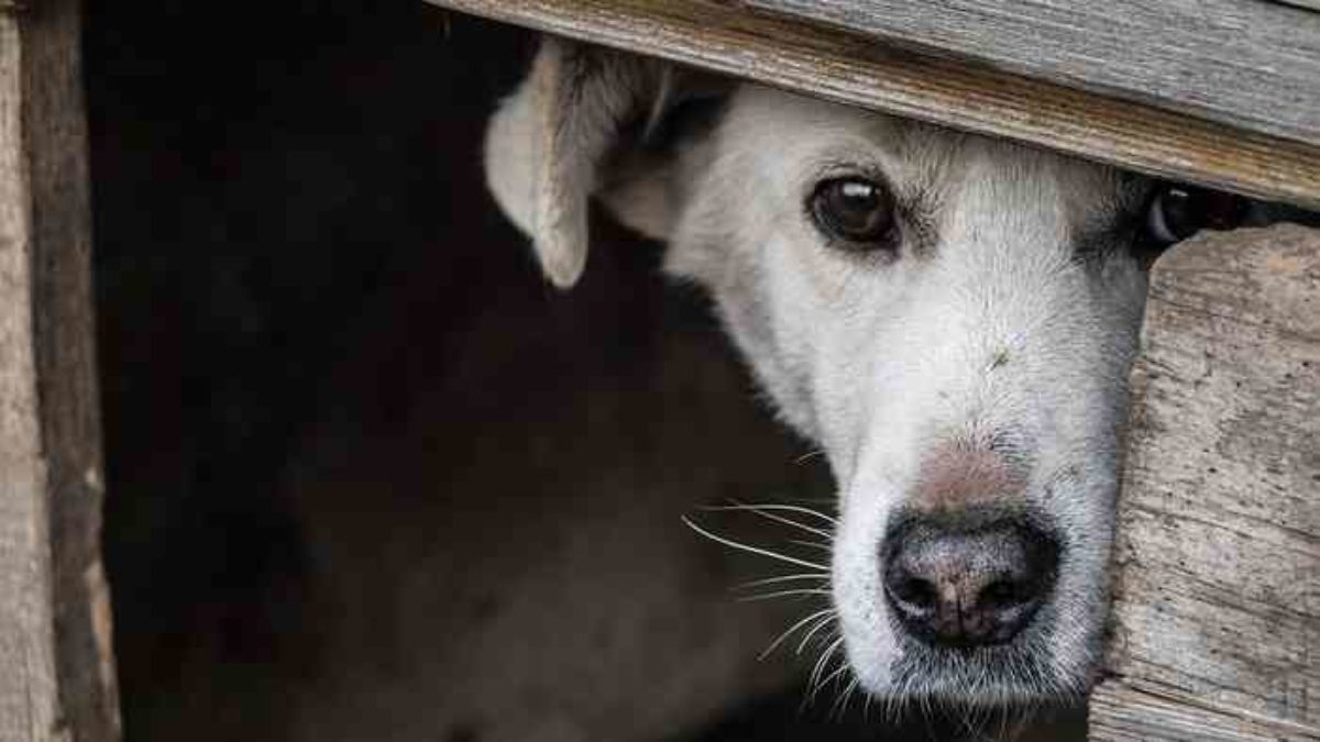 Comment Rassurer Un Chien Qui A Peur De L Orage